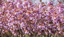 Tige 100cm Cerisier ornemental 'Kanzan'