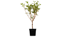 Tige 100cm Cerisier ornemental 'Kanzan'