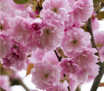 Prunus serrulata 'Kanzan' Prunus serrulata 'Kanzan'