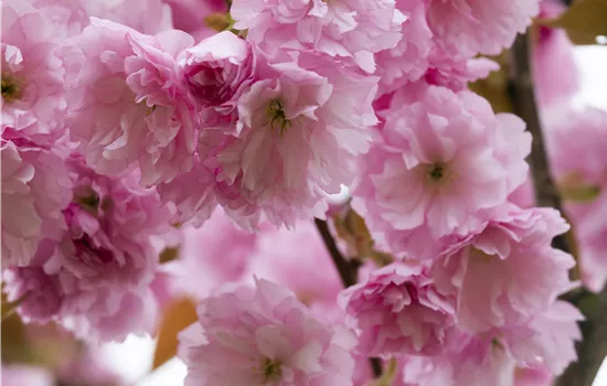 Prunus serrulata 'Kanzan'  Prunus serrulata 'Kanzan'