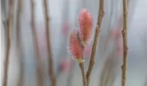 Tige 120cm Saule japonais 'Mount Aso'