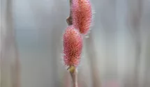 Tige 120cm Saule japonais 'Mount Aso'