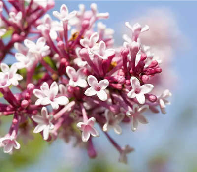 Syringa microphylla 'Superba' Syringa microphylla 'Superba'