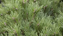 Pin couché var. mughus