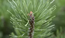 Pin couché var. mughus