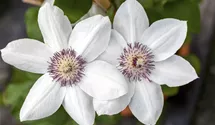 Waldrebe 'Miss Bateman'