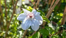 Waldrebe 'Miss Bateman'