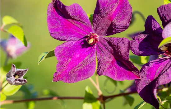 Clematis hybrid 'Polish Spirit' Clematis hybrid 'Polish Spirit'