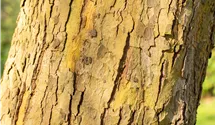 Kugel-Platane 12-14, Kronen-Veredlung 
