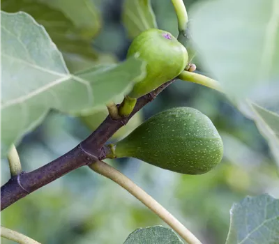 Ficus carica 'Helvetica' Ficus carica 'Helvetica'