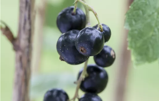 Ribes Lowberry 'Little Black Sugar' Ribes Lowberry 'Little Black Sugar'