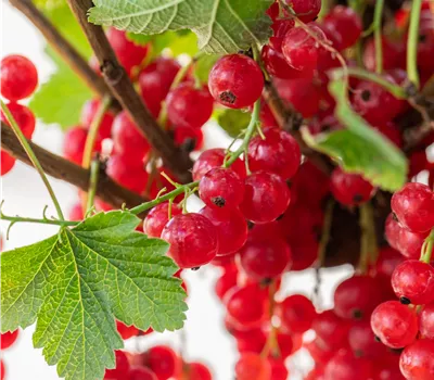 Ribes rubrum 'Rolan' Ribes rubrum 'Rolan'