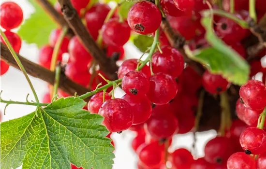 Ribes rubrum 'Rolan' Ribes rubrum 'Rolan'