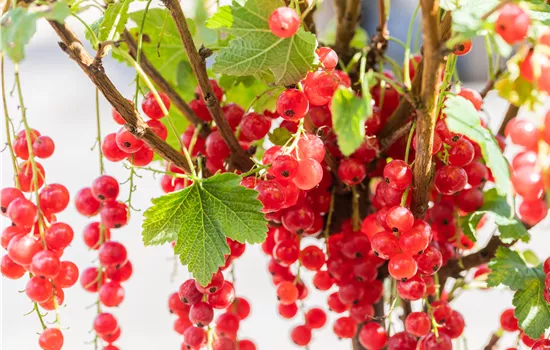 Ribes rubrum 'Rolan'  Ribes rubrum 'Rolan'