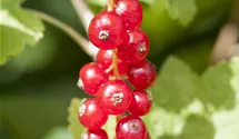 Rote Johannisbeere 'Jonkheer van Tets'