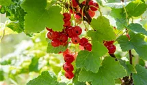 Rote Johannisbeere 'Jonkheer van Tets'