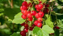 Rote Johannisbeere 'Jonkheer van Tets'