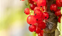 Rote Johannisbeere 'Jonkheer van Tets'