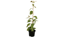 Kiwi 'Jenny' autofertile