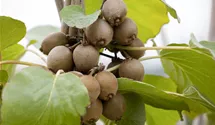 Kiwi 'Solissimo'®