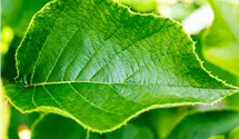 Kiwi 'Jenny' autofertile