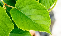 Kiwi 'Jenny' autofertile