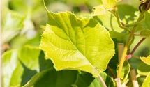 Kiwi 'Jenny' autofertile