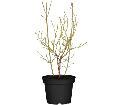 Vaccinium corymbosum 'Pink Lemonade' Vaccinium corymbosum 'Pink Lemonade'