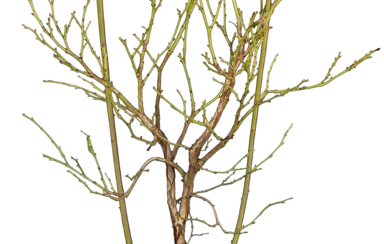 Vaccinium corymbosum 'Pink Lemonade'