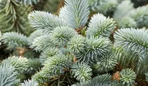 Blaue Stechfichte 'Glauca'