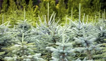 Blaue Stechfichte 'Glauca'
