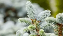 Blaue Stechfichte 'Glauca'
