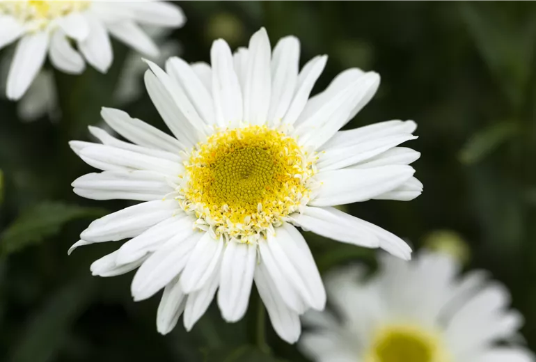Leucanthemum x superbum 'Sweet Daisy Birdy'
