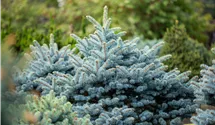 Blaue Stechfichte 'Glauca'