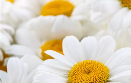 Leucanthemum superbum 'Sweet Daisy Birdy' Leucanthemum superbum 'Sweet Daisy Birdy'