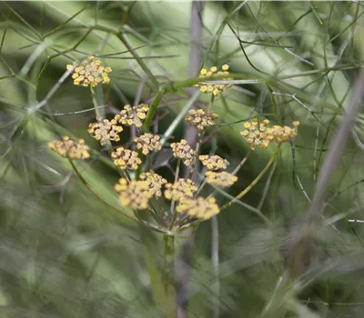 Foeniculum vulgare 'Smokey' Foeniculum vulgare 'Smokey'