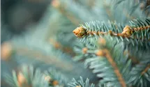 Blaue Stechfichte 'Glauca'
