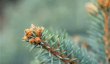 Blaue Stechfichte 'Glauca'