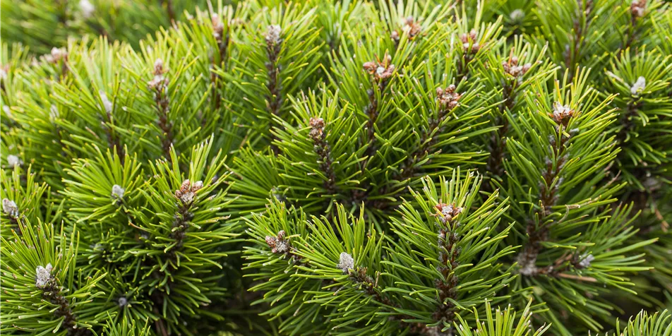 Beeren_Aebi-Kaderli_2024.JPG Koniferen