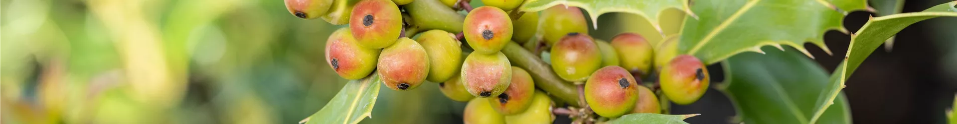 Ilex meserveae 'Heckenfee'®(s) Ilex meserveae 'Heckenfee'®(s)