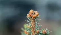 Blaue Stechfichte 'Glauca'