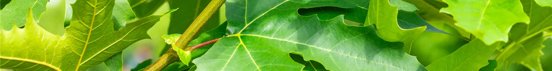 Platanus or Platanus or