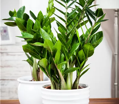 Zamioculcas zamiifolia Zamioculcas zamiifolia