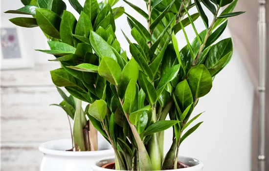 Zamioculcas zamiifolia Zamioculcas zamiifolia