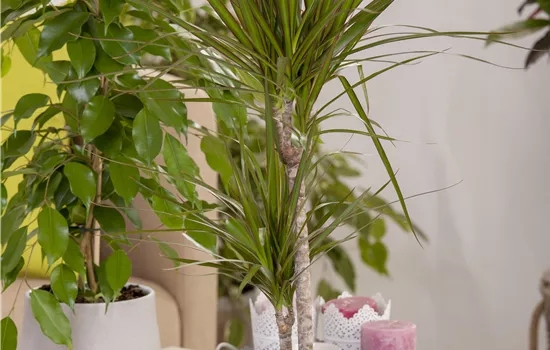 Dracaena marginata Dracaena marginata