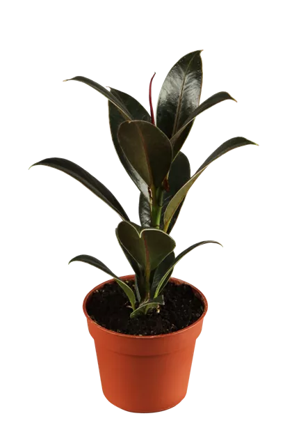 Ficus elastica