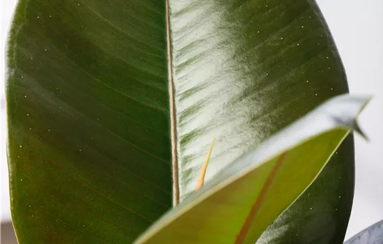 Ficus elastica Ficus elastica