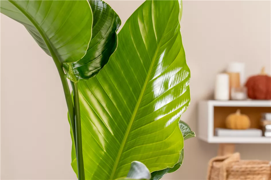 groe tropische zimmerpflanzen Bananenpflanze Musa  140cm hoch  27cm  Groe tropische Zimmerpflan