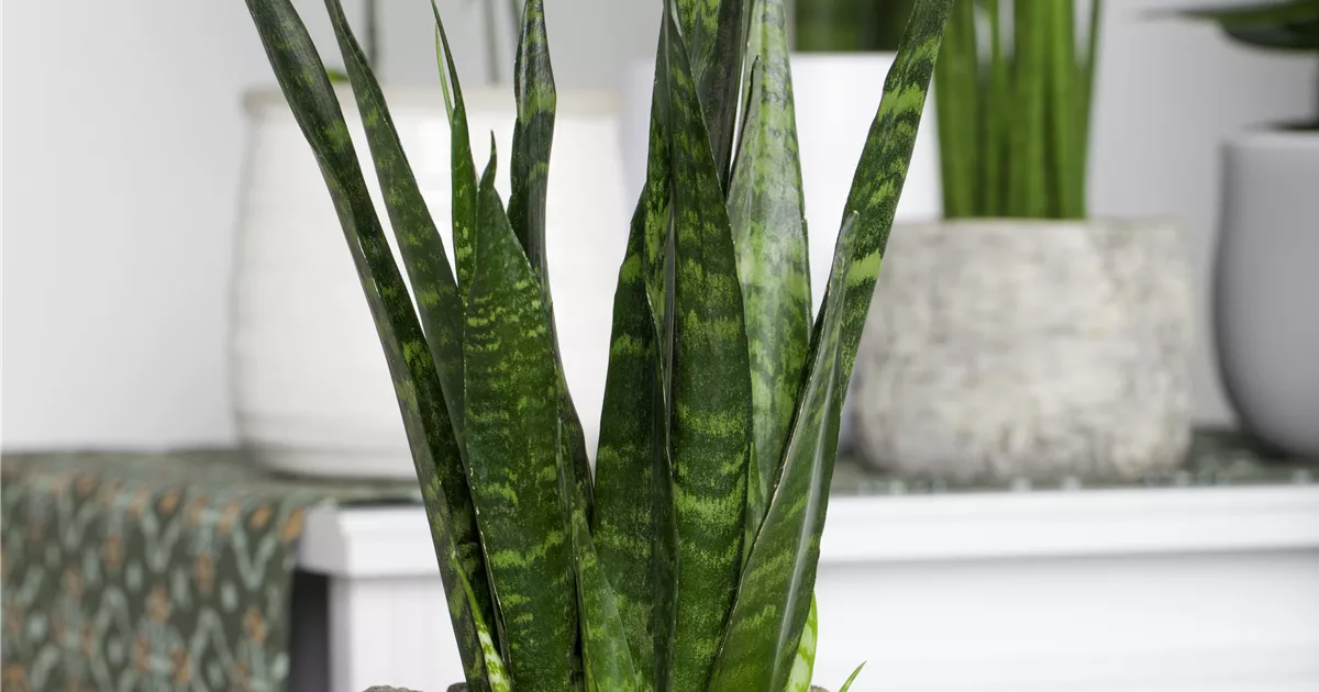 black zebrina alocasia Alocasia zebrina 'Black' main image 1