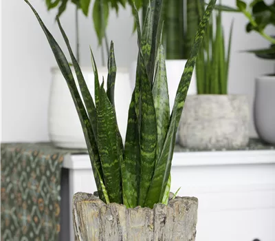 Sansevieria trifasciata Sansevieria trifasciata